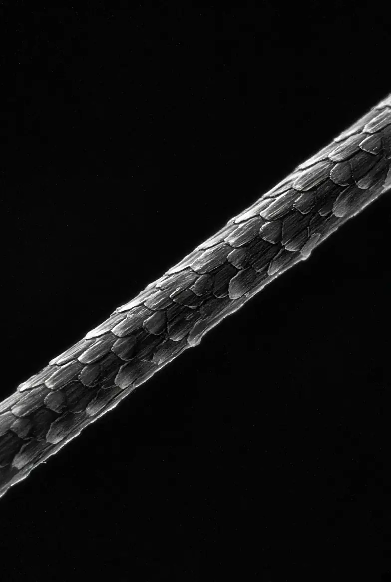 Macro of a hair shaft showing the cuticle scales