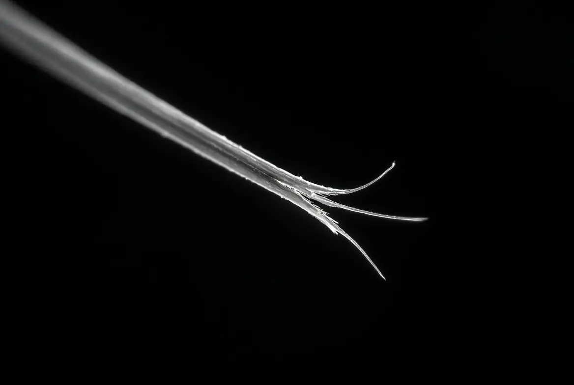 Macro of a single hair fibre with frayed split ends against a black background